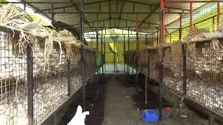 TOUR OF MPKV RAHURI // SPRINKLER IRRIGATION// GARLIC