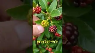 Midyim Berry: Australia's Best-Kept Garden Secret