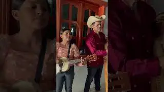Ya están cantando los gallos