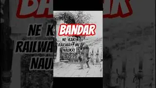 Monkey Who Got Government Job - Jack The Baboon #shorts #factsinhindi