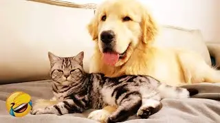 Funny animal video for a great mood! 🐈 Smile! 😺 🎊 Funniest Animals 2025