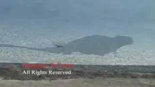 Galapagos Hawk Attacks Galapagos Marine Iguana