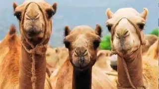 Camel facts