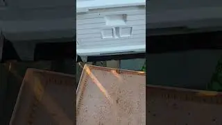 Bee Bottom Board Check & Landing Ledge Activity Evening