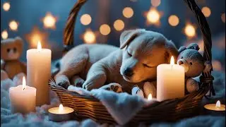12 HOURS of Dog Calming Music For Dogs🎼Anti Separation Anxiety Relief Music💗Relaxing Sleep Music🐾#16