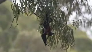Thousands of Flying Foxes Die During Devastating Heatwave