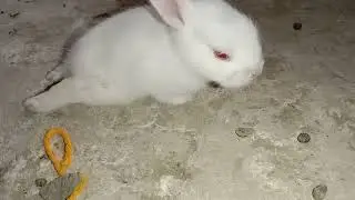 Baby-rabbits can't Walking || Baby Bunnies paralysis  legs || Gappus Family ||