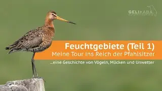 Feuchtgebiete (Teil 1) - meine Fototour ins Naturschutzgebiet Moor...Limikolen, Mücken und Unwetter