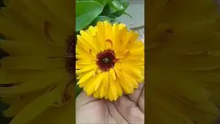 beautiful flower 💛😍#viral #flowers #flower#nature #natural#cute#love #song #plants #garden#gardening