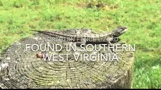 Northern Fence Lizard in West Virginia