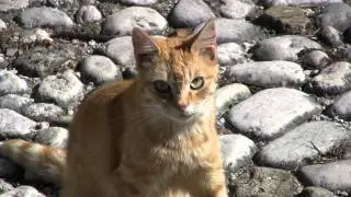 Il Gatto dolce!!!