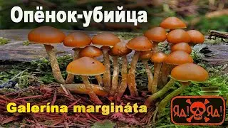 ГРИБ-УБИЙЦА.  Галерина.