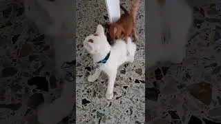 PINKY PEQUEÑO