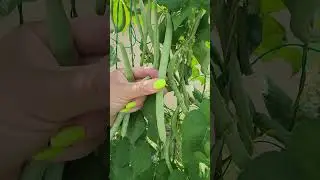 Unlock the Secret to a Successful Green Bean Harvest #greenbeans #gardeningtips #harvest #homegrown