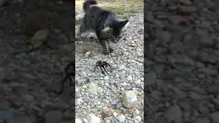 Cat vs Tarantula!!!!! WATCH UNTIL THE END!!