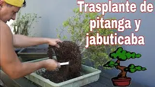 COMO HACER TRANSPLANTE A BONSAI DE PITANGA Y JABUTICABA