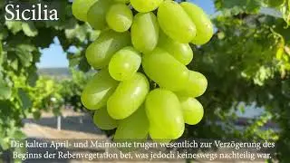 Die Traubenlese in Limbach 2021