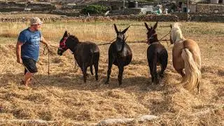 &Omicron;&iota; &Alpha;&zeta;&omicron;ύ&rho;&omicron;&iota;   (Azouri)