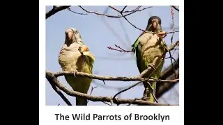 TPC November 2021 Zoom Meeting - Stephen Baldwin - Brooklyn Parrots