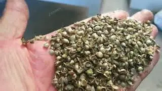 Hemp Seeds Dehulling Machine Testing Video,from Joy