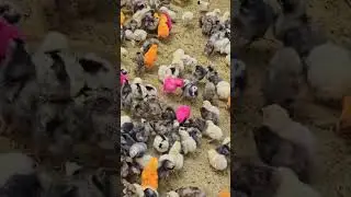 These colorful chicks hide a harsh truth.