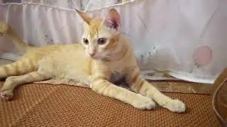 Ginger Cat - Special Scenes 4K Quality | BEST Compilation 🙄😆