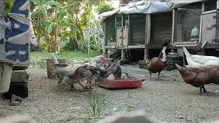 Sunset Snacks for the Flock 🍽️🌅 (Ducks & Chickens Edition)