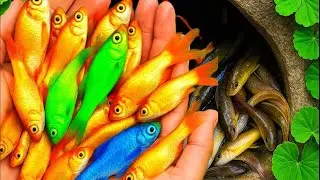 Отличный улов мальков змееголова в маленьком пруду, рыба Ким Ким, карпы кои, неоновые рыбки, раки...
