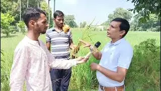 Mealybug in Paddy (Rice ) Crop