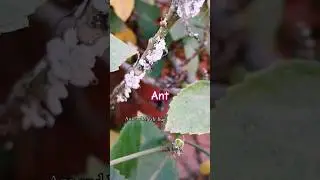 Ant eating Mealybug as food #predators #agriculture #bug #shorts