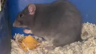 Rat loves fortune cookie