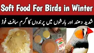 All Birds Soft Food For Winter | Egg Bread | Zebra Finches | Java Sparrow | Mini Zoo
