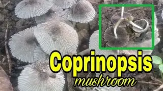 Coprinopsis mushroom