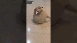 my indian spitzz  #FunnyDog#DogShorts#PetLovers#CuteDog#DogReels#FunnyShorts#ViralShorts#FamilyFun