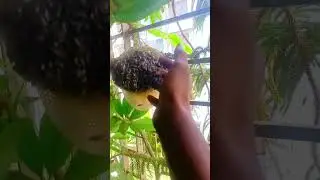 # 2 small bee hive removal