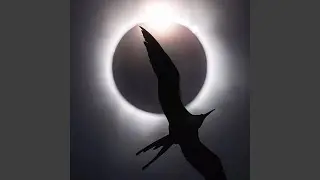 Symphony in Discord