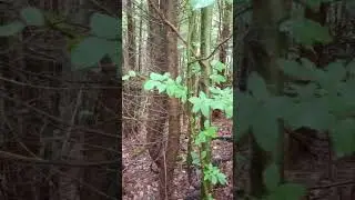 Dense forest #forest #dense #trees #nature #easteurope #ukraine #earth #shorts