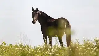 Horse for Sale |  Phenomenal 2021 Black Lusitano Mare - piro free (REF#839)