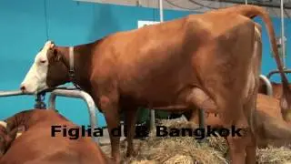 RBangkok e.... MicMac