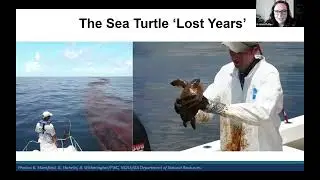 New insights on sea turtle behaviour during the &lsquo;lost years&rsquo;