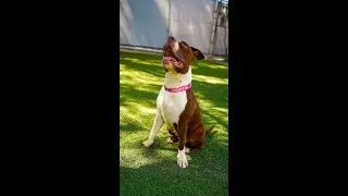Henderson Animal Protection Services Adoptions 2025