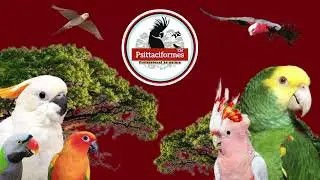 Psittaciformes parrot food range.