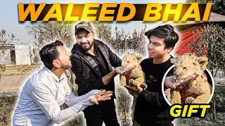 FREE LION GIFT kar dia Waleed aur maamon ko 🤯🦁🦁