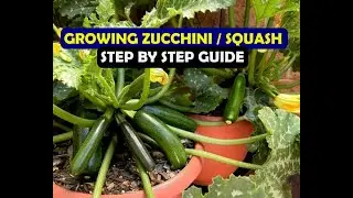 Growing Zucchini/Squash: Sowing, Planting, care, harvesting...
