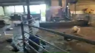 Monday morning rush hour live at the farm