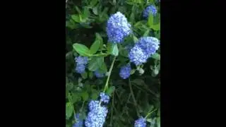 Bees and California lilac