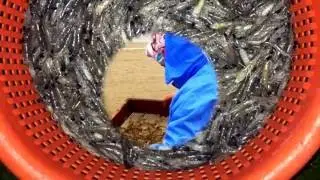 Vosseslag Klemskerke