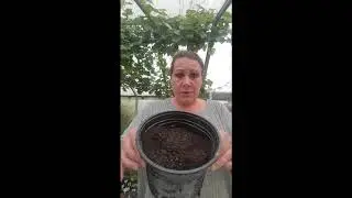 vlog 1 stokrozen stekken