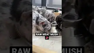Raw Meat Mush. #frenchbulldog #frenchies #rawdiet #subscribe