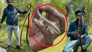 ||Three Snake Species Released Together | Cobra, Bronze Back & Rat Snake Rescue&rdquo;||#snakeomchichghare